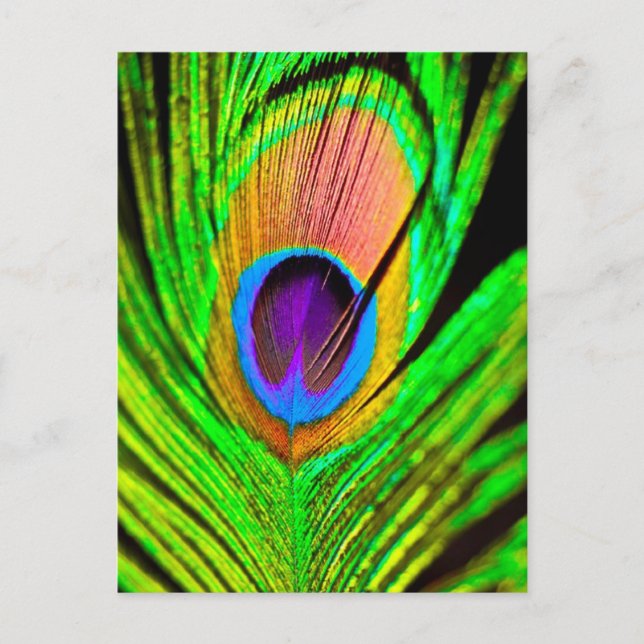 Neon Colours Peacock Feather Postcard (Front)