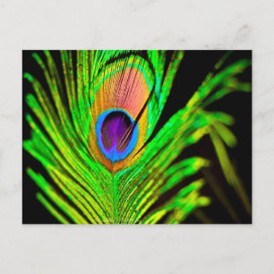 Neon Colours Peacock Feather Postcard