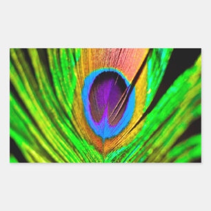 Neon Colours Peacock Feather Rectangular Sticker