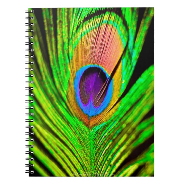 Neon Colours Peacock Feather Spiral Notebook (Front)