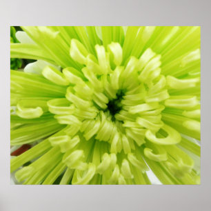 Neon Green Flower Football Mum Close Up Background Poster