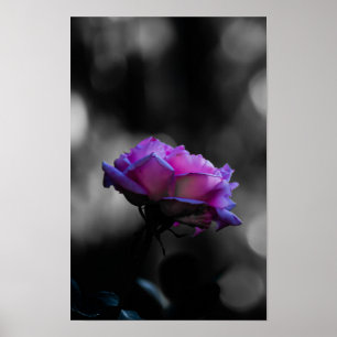 Neon Pink Rose on Black and White Bokeh Poster