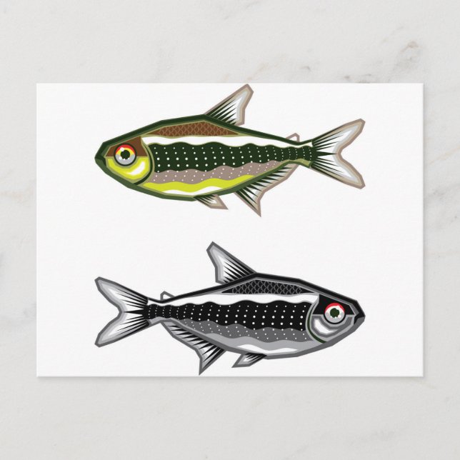 Neon Tetra aquarium fish Postcard (Front)