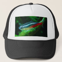 Neon Tetra Fish Paracheirodon Innesi