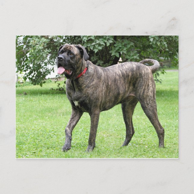 Neopolitan Mastiff Cyclone 01 Postcard (Front)