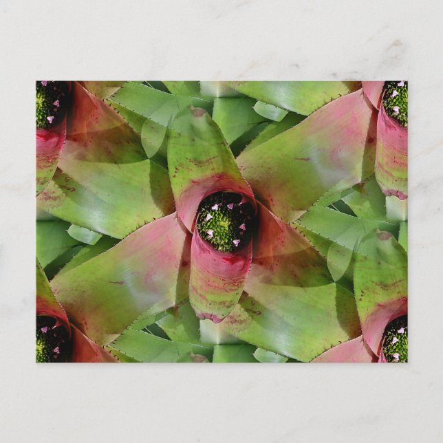 Neoregelia Bromeliad 'Tossed Salad' Postcard (Front)