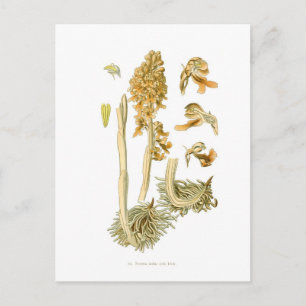 Neottia nidus avis postcard