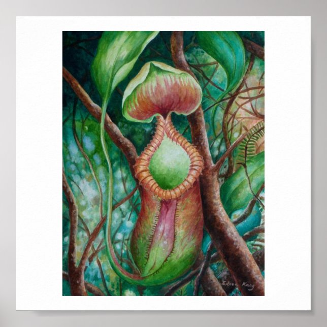Nepenthes Marcophylla Watercolor Art Poster (Front)
