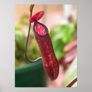 Nepenthes muluensis Pitcher Poster