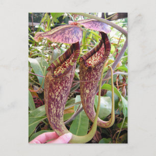 Nepenthes rafflesiana Photo Post Card