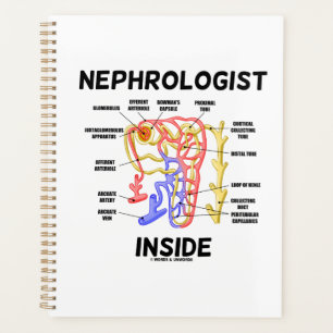 Nephrologist Inside Kidney Nephron Planner
