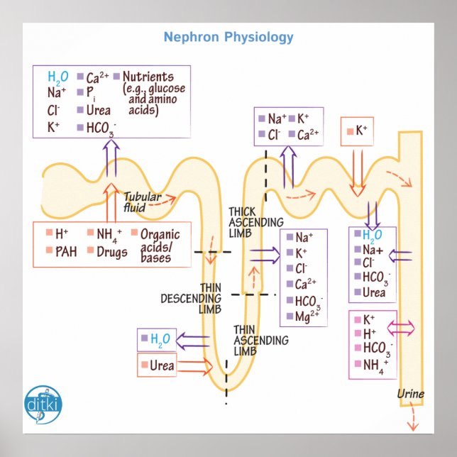 Nephron Physiology Poster (Front)