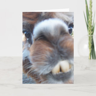 Nerdy Llama Card
