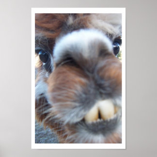 Nerdy Llama Poster