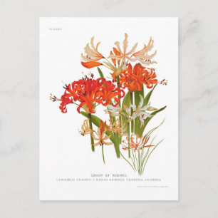 Nerines Postcard