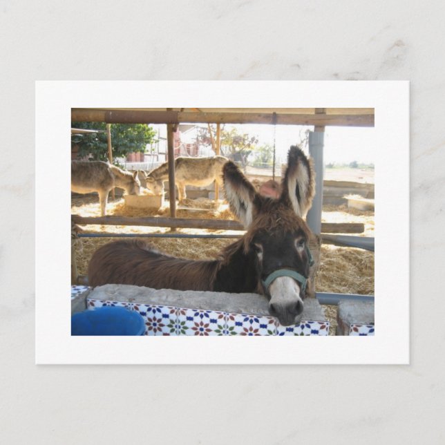 Nerja Donkey Sanctuary Postcard (Front)