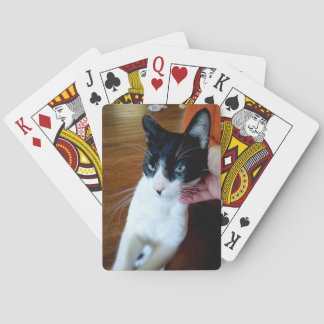 Nero the cat playing cards