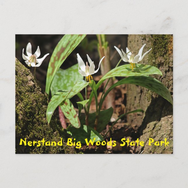 Nerstand Big Woods State Park Postcard (Front)