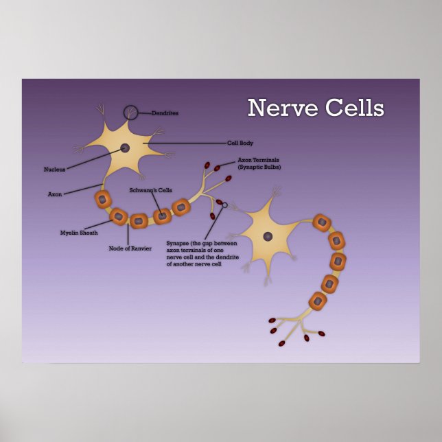 Nerve Cells Diagram Poster (Front)