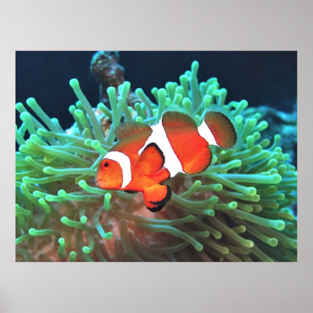 Nervous Clownfish Poster (Front)