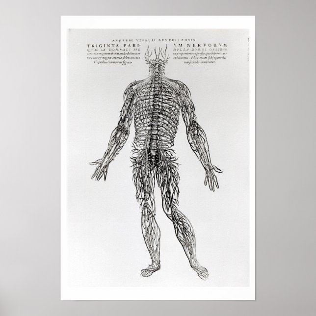 Nervous System (b/w print) Poster (Front)