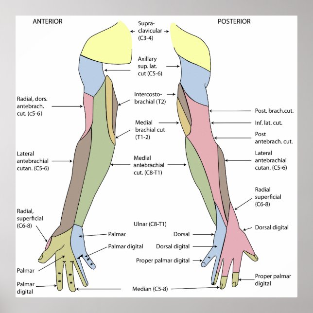 Nervous System cutaneous innervation upper limb Poster (Front)