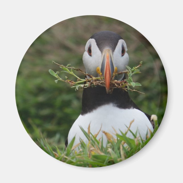 Nest Builder Puffin Magnet (Front)