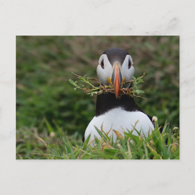 Nest Builder Puffin Postcard (Front)