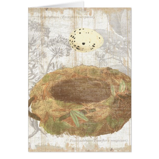 Nest with Speckled Egg (Front)