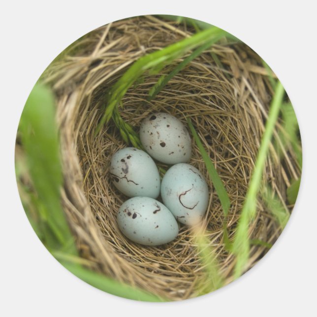 Nestful of Eggs Classic Round Sticker (Front)