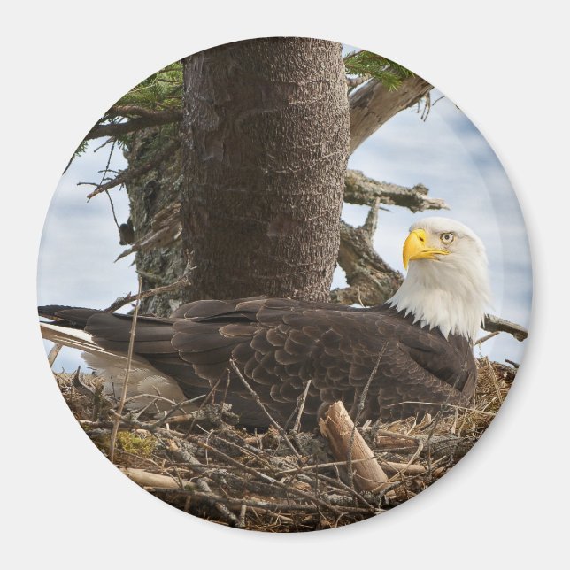 Nesting Bald Eagle Magnet (Front)