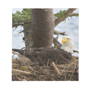 Nesting Bald Eagle Notepad