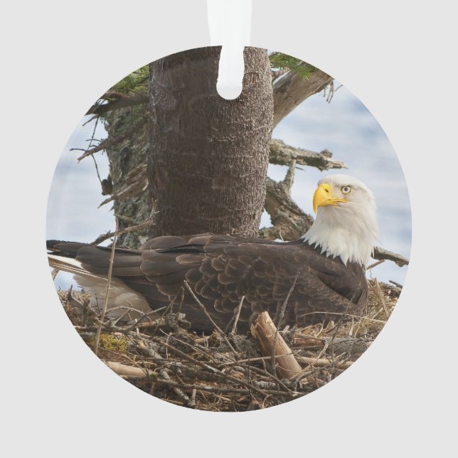 Nesting Bald Eagle Ornament (Back)