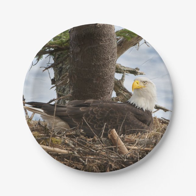 Nesting Bald Eagle Paper Plate (Front)