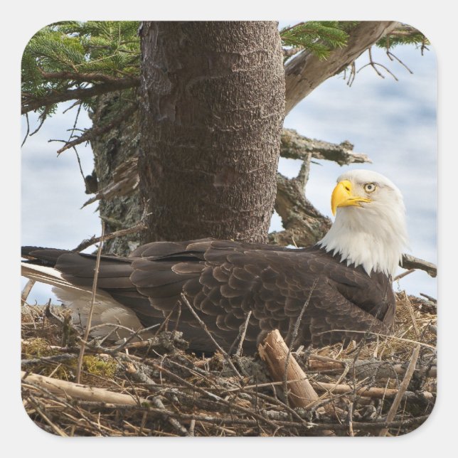 Nesting Bald Eagle Square Sticker (Front)