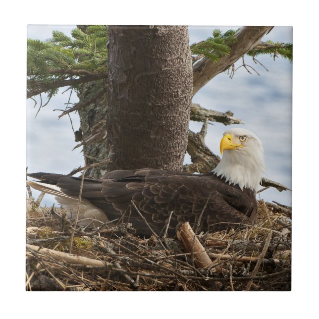 Nesting Bald Eagle Tile (Front)