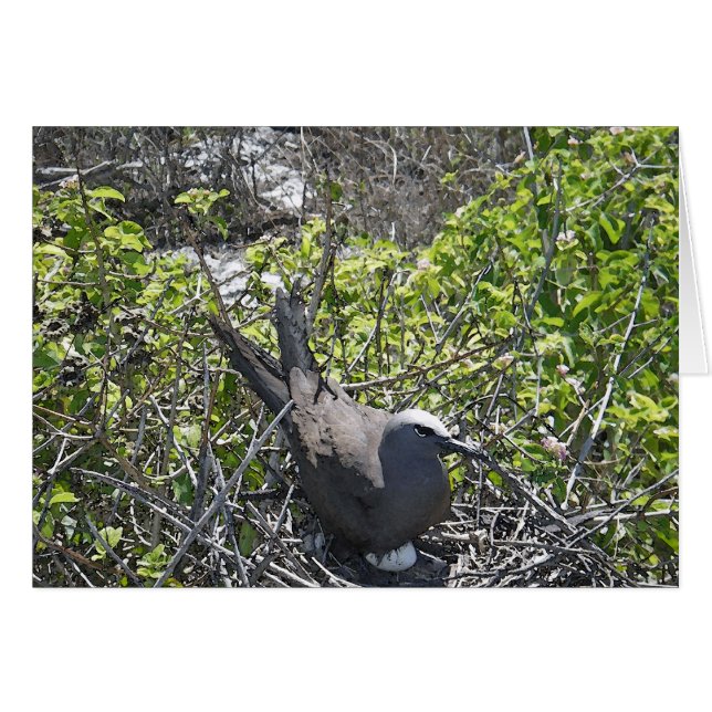 Nesting Bird, Lady Elliot Island (Front Horizontal)