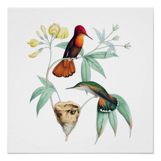 Nesting Hummingbirds Natural History  Poster Print (Front)