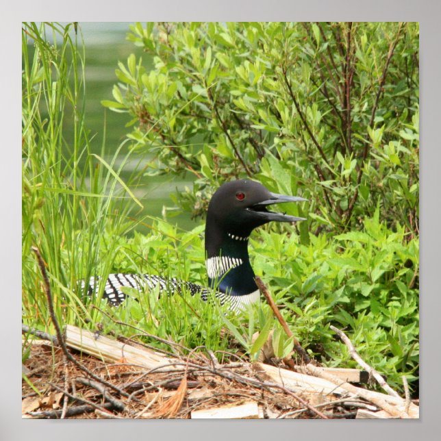 Nesting Loon Print (Front)
