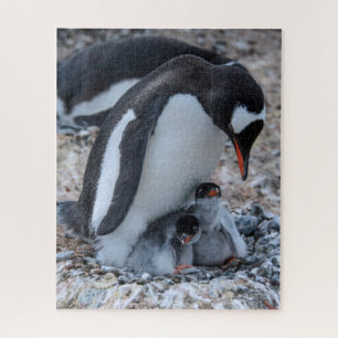 Nesting Penguin and Chicks On Ice Jigsaw Puzzle