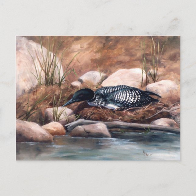 Nesting Time Loon Postcard (Front)