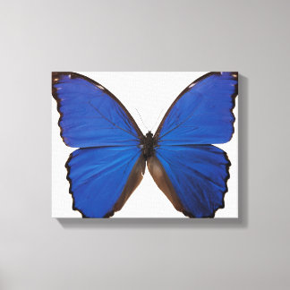 Nestira Marpho butterfly Canvas Print