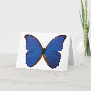 Nestira Marpho butterfly Card
