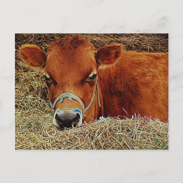 Nestled Cow Postcard (Front)