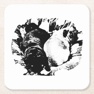 Nestled Pugs, Table Warmth Square Paper Coaster