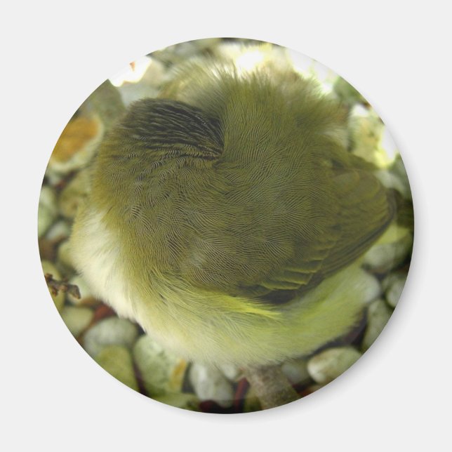 Nestling Bird Magnet (Front)