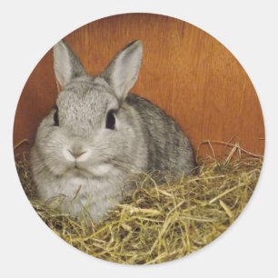 Netherland Dwarf Rabbit Classic Round Sticker