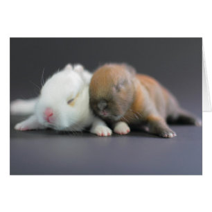 Netherland Dwarf Rabbits