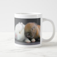 Netherland Dwarf Rabbits