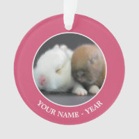Netherland Dwarf Rabbits